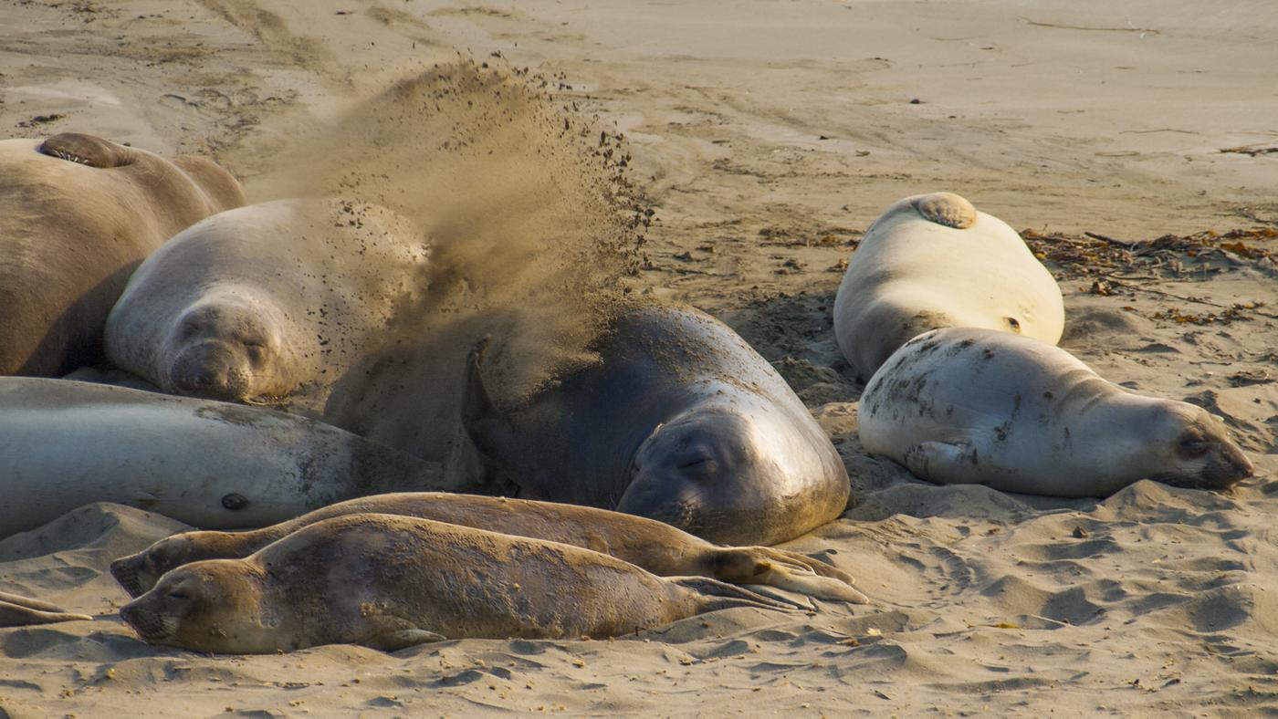 Elephant seal throwing sand over their body