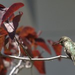 hummingbird