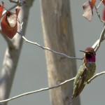 hummingbird