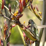 hummingbird