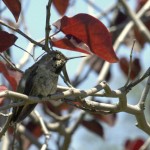 hummingbird