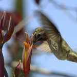 hummingbird