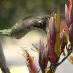 hummingbird