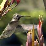hummingbird