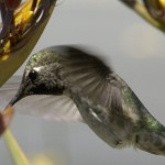 hummingbird