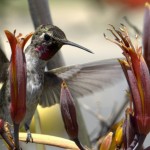 hummingbird