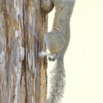 squirrel