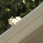 squirrel