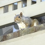 squirrel