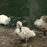 swan