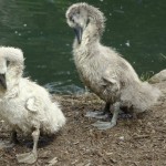 swan