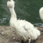 swan