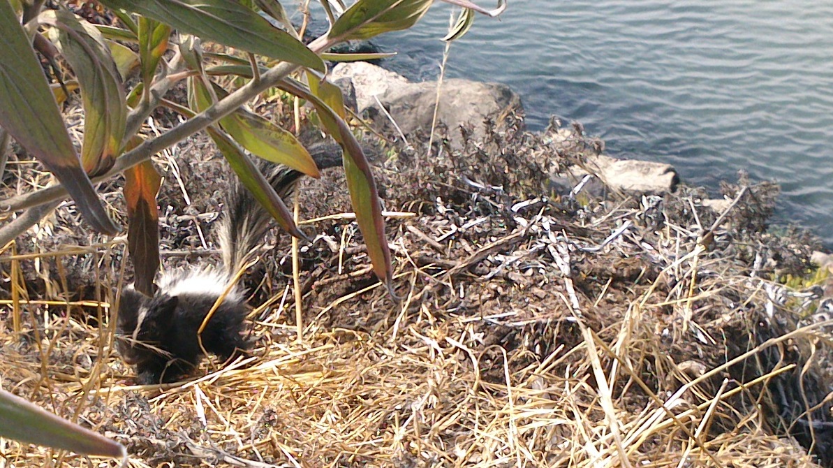 Baby Skunk